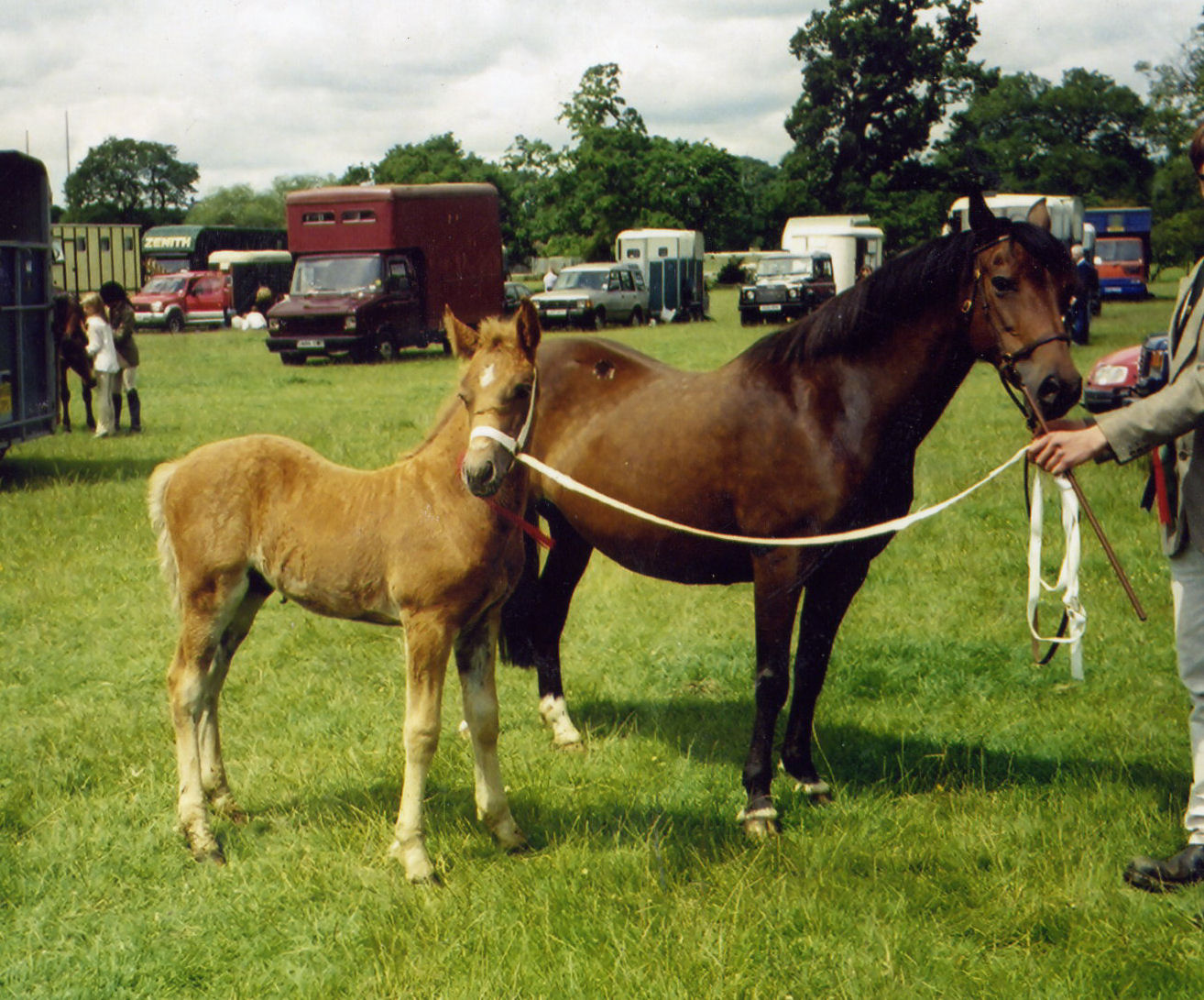 aveline and traveller as a foal