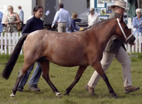 Tiptoe holly